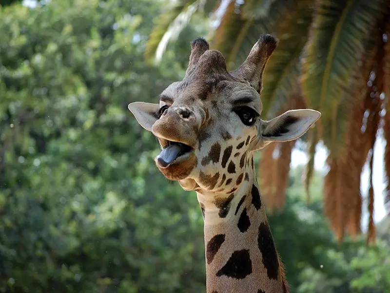 Een dag in Zoo Barcelona