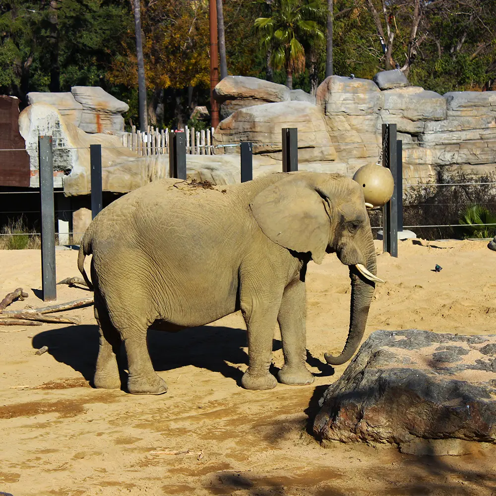 Olifant