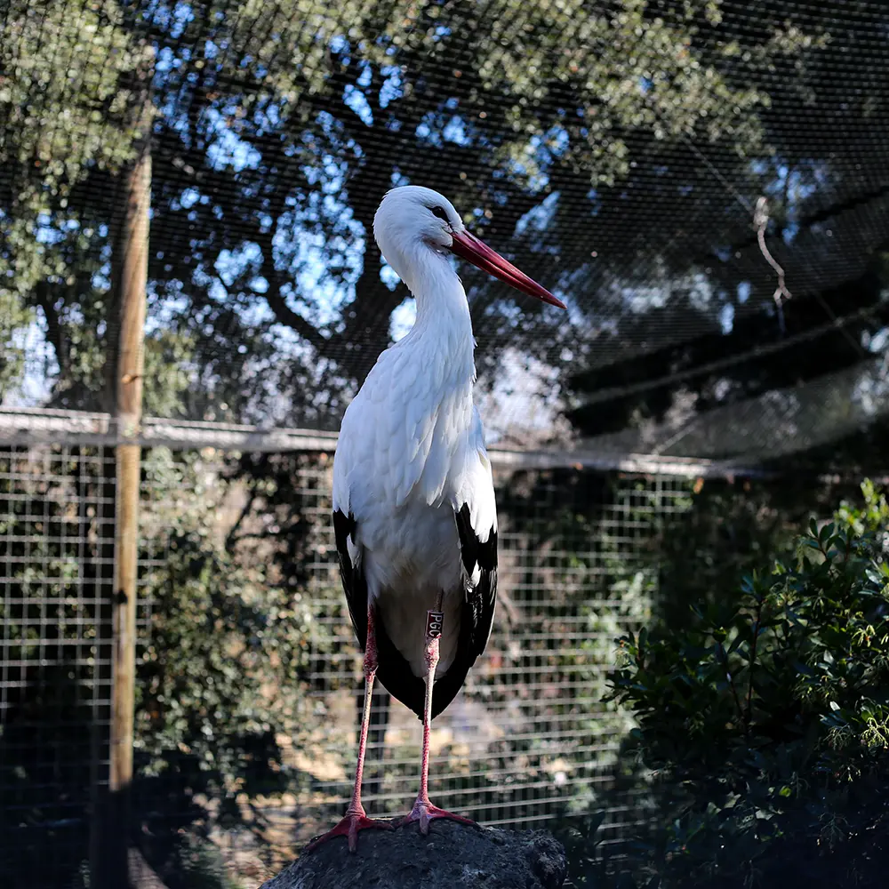 Ooievaar